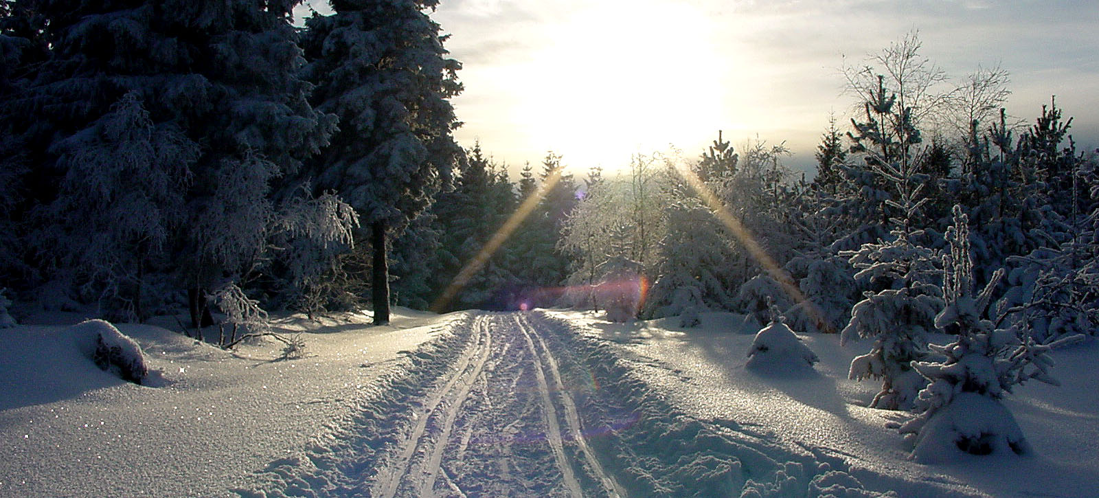 Skiloipe im Winterwald